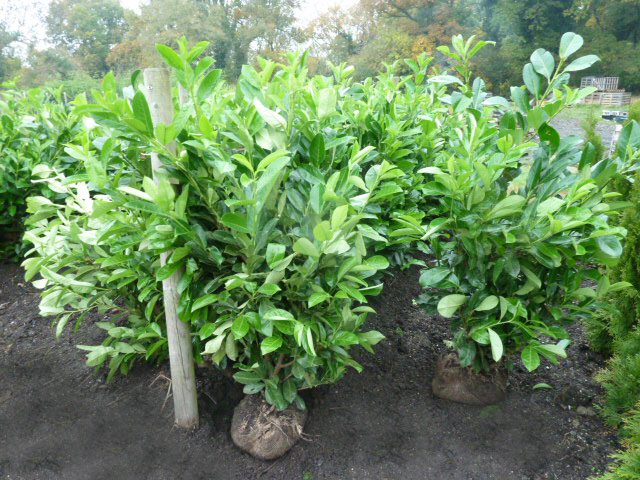 Rootballed Laurel Now Available Again