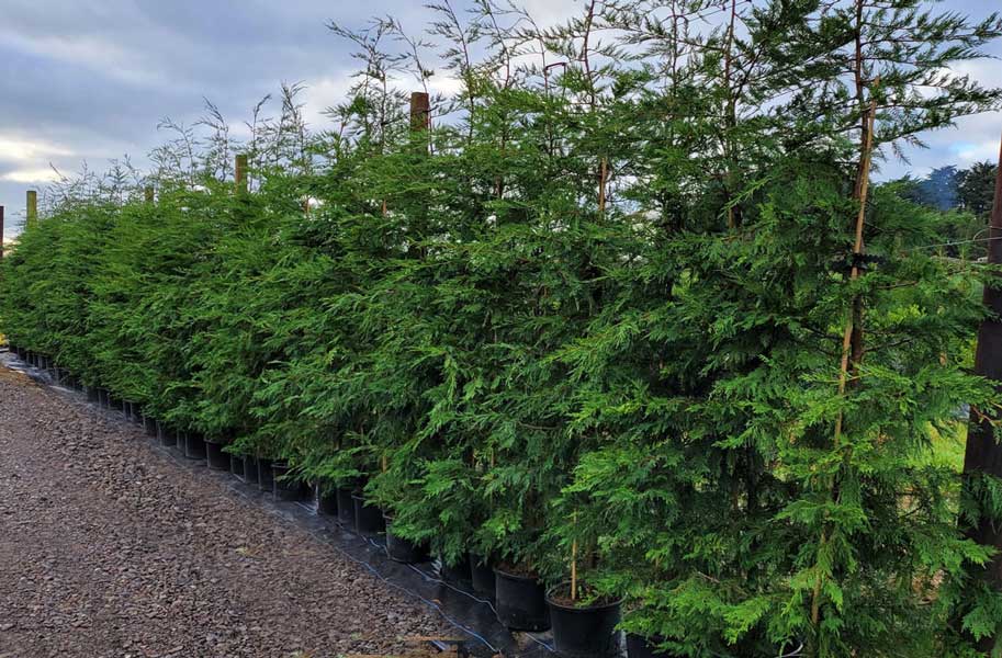 Leylandii-new-batches