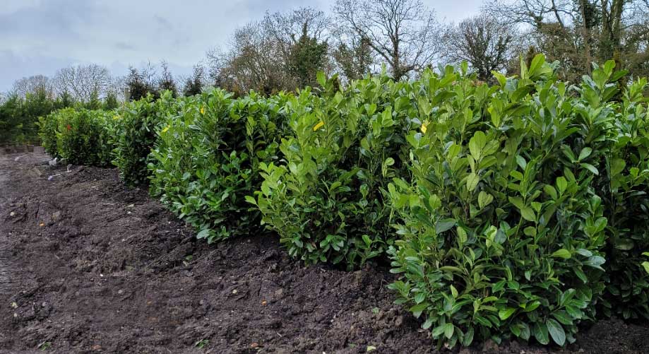 Laurel-Hedging-Plants