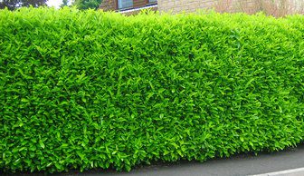 When is the best time to cut or trim a Laurel hedge?