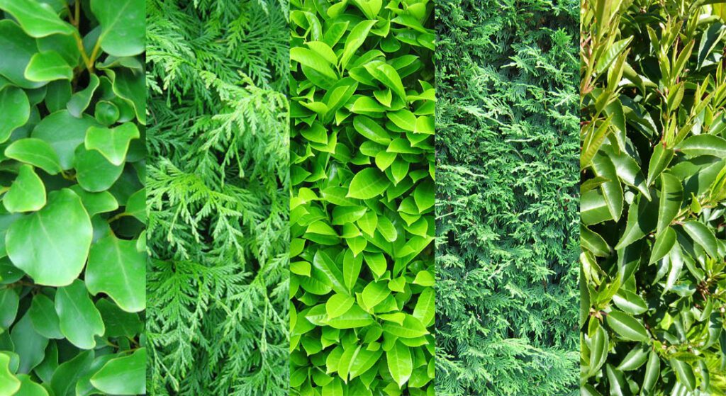 Best-Evergreen-Hedge