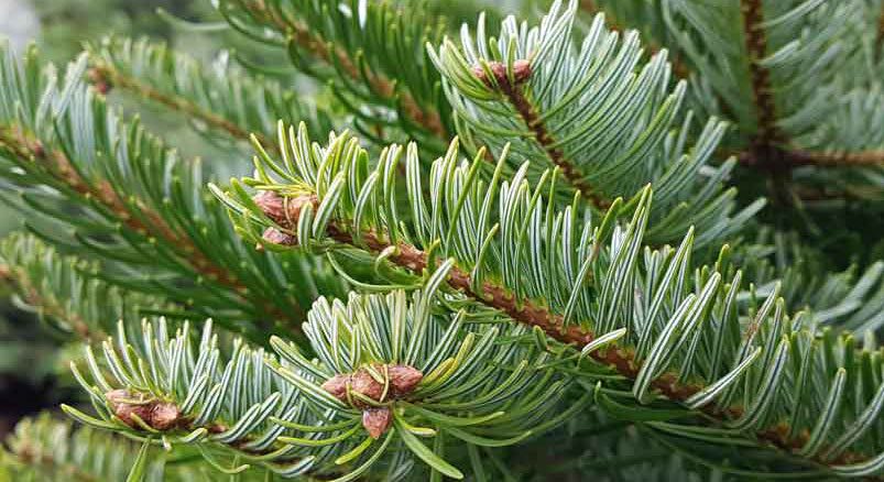 Nordman Fir Abies nordmaniana