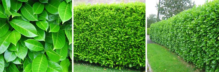 Best Evergreen Hedge No.1