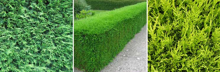 Best Evergreen Hedge No.2