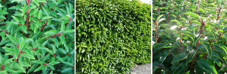 Best Evergreen Hedge No.3