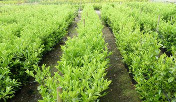 Big and bushy Laurel now available