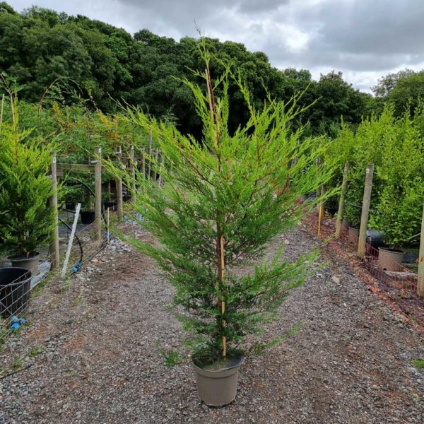Leylandii Castlewellan 180-200cm