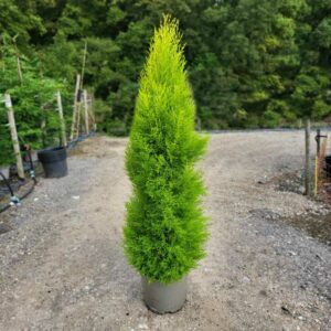 Cupressus Goldcrest Wilma 120-145cm tall