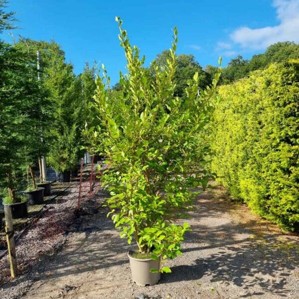 Griselinia 180-200cm tall