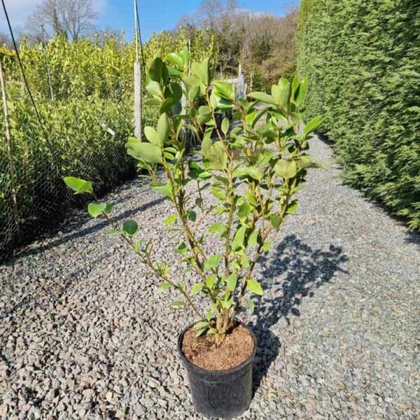 Griselinia hedging plant in a 3 litre pots