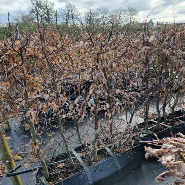 Hornbeam troughs in winter