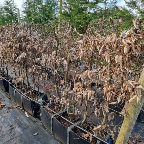 Hornbeam troughs in winter