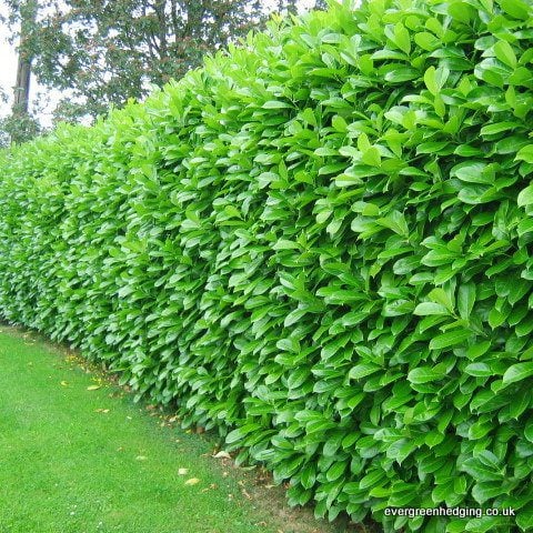 If fencing is in short supply after the storms, why not plant a hedge that won't blow down