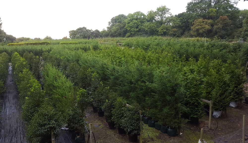 Large Leylandii | New batches ready for sale