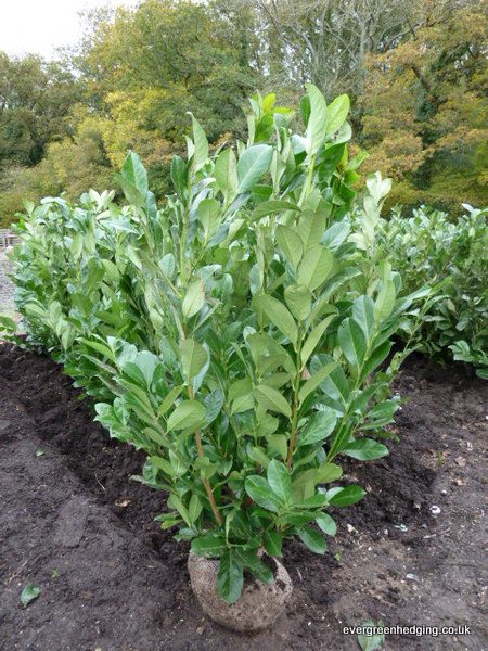 Last chance this spring to plant our rootballed hedging plants