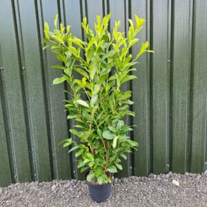 Laurel 120-140cm tall