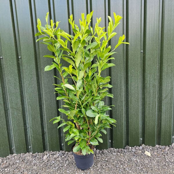 Laurel 120-140cm tall