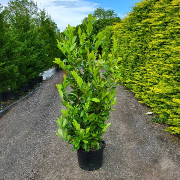 Laurel Hedging Plant 5ft tall