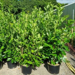 Laurel hedging plants 2m tall
