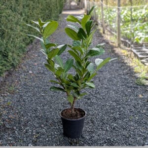 Laurel 60-80cm