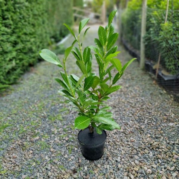 Laurel 60-80cm 3 litre pot
