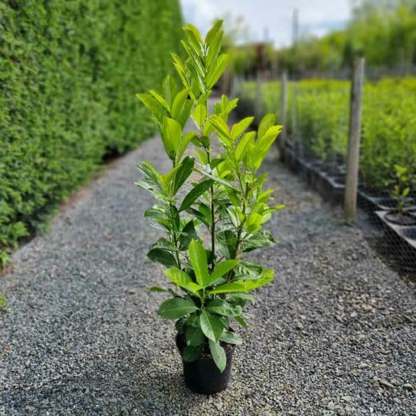 Laurel 80-100cm tall