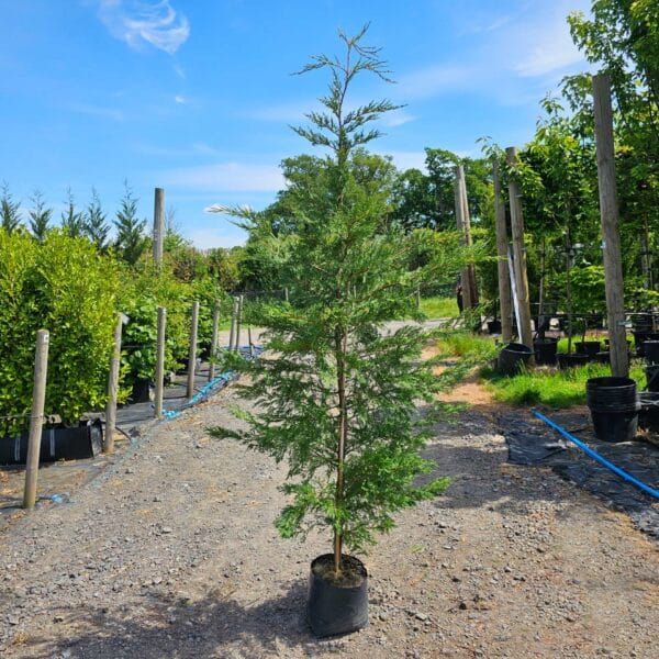 Leylandii 200-210cm tall