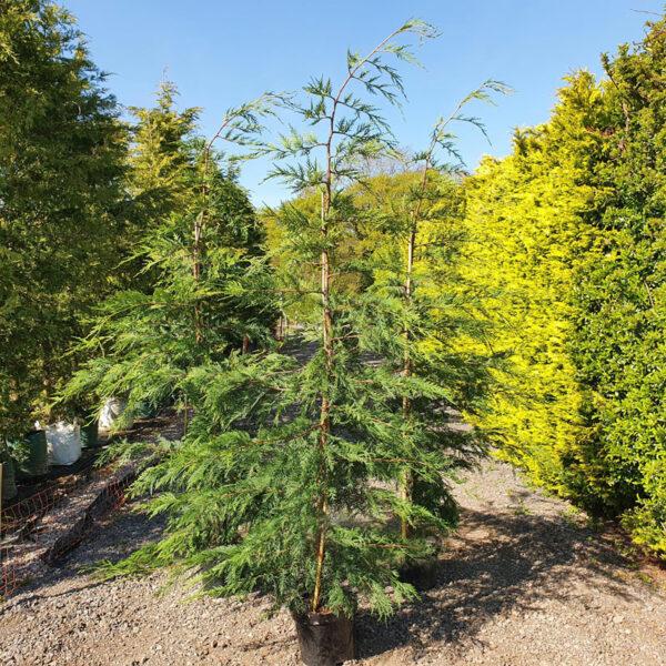 Leylandii 7ft tall