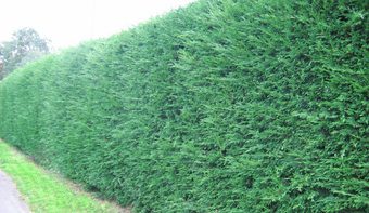 Leylandii - The best hedge to filter out air pollution