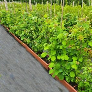 Mixed Native Hedging Troughs (Small)