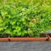Native Instant Hedging Troughs