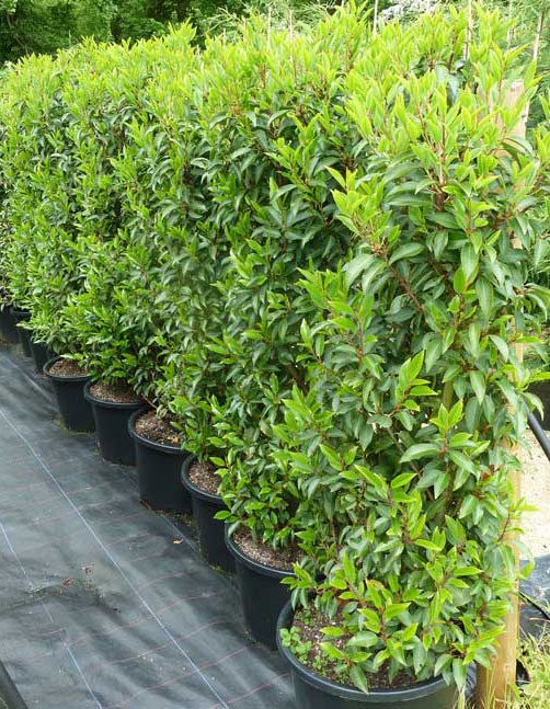 New batches of Portugal Laurel now ready