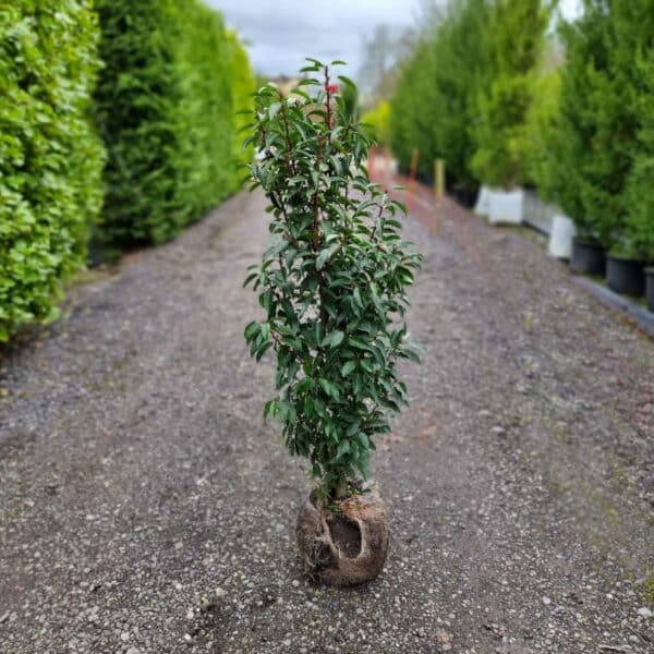 Portugal Laurel 100-120cm tall