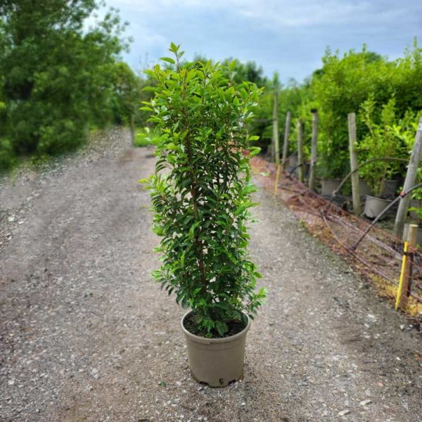 Portugal Laurel 120-140cm tall