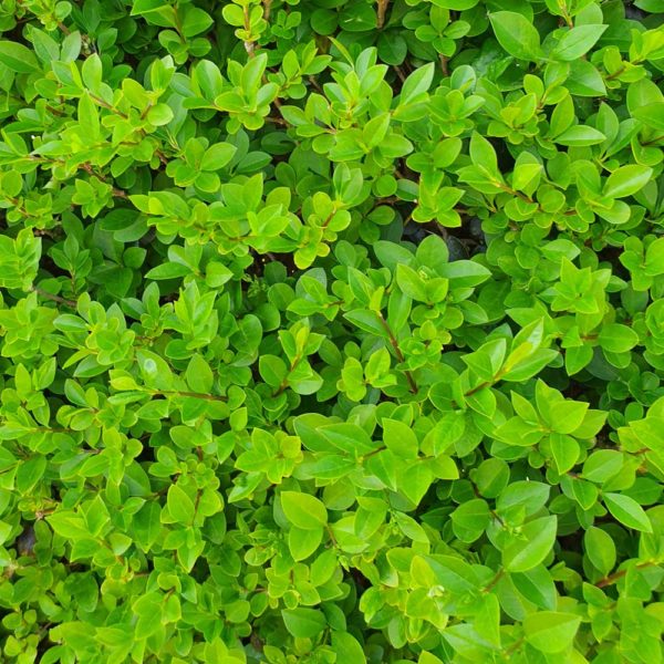 Privet Hedge Close Up Photo