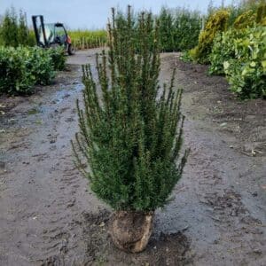 Yew Hedging Plant | Taxus baccata 100-120cm tall