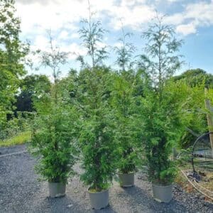 Thuja plicata 8ft tall