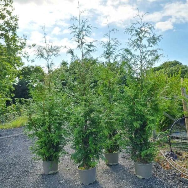 Thuja plicata 8ft tall