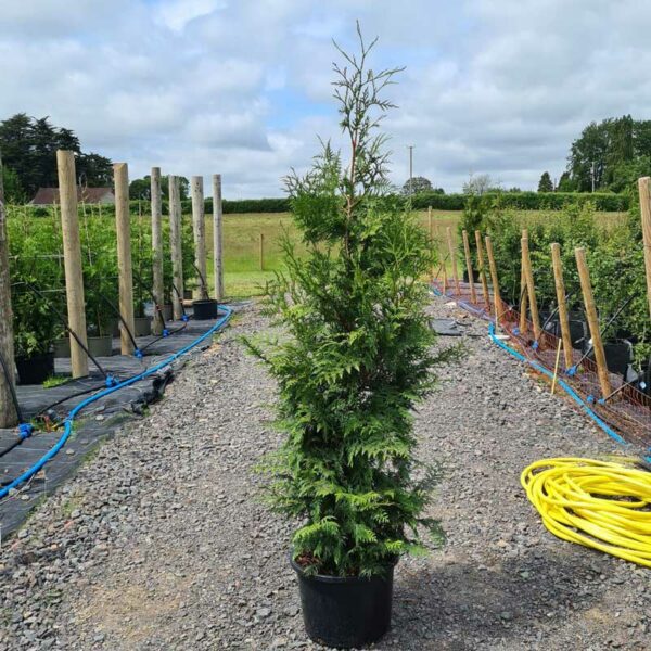 Thuja-plicata-200cm-2021 (2)