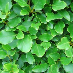 griselinia_hedge_close_up_03_2_1_1