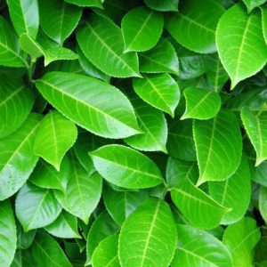 laurel_hedge_06