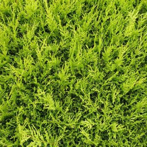 leylandii-castlewellan-gold-01