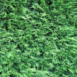 leylandii-close-up-2015_1_3