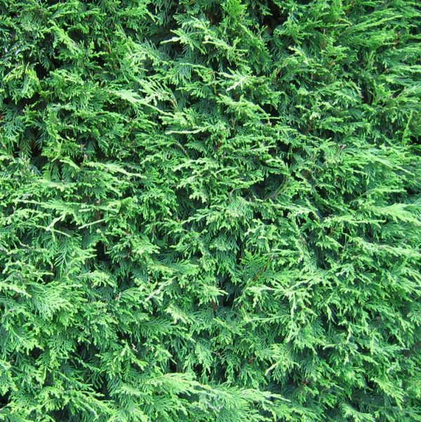 leylandii-close-up-2015_1_3