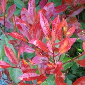photinia_red_robin_02_600x600_1