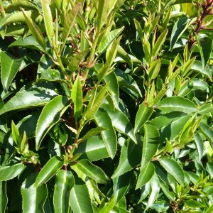 portugese-laurel-hedge-02_11