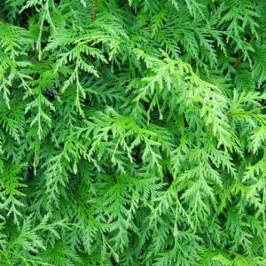 thuja_hedge_06_1_2_2