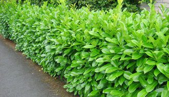 When can I plant a hedge and what time of year is best?