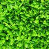 Laurel Hedge (Close up)