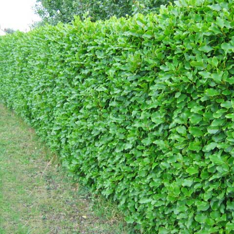 Griselinia-hedge